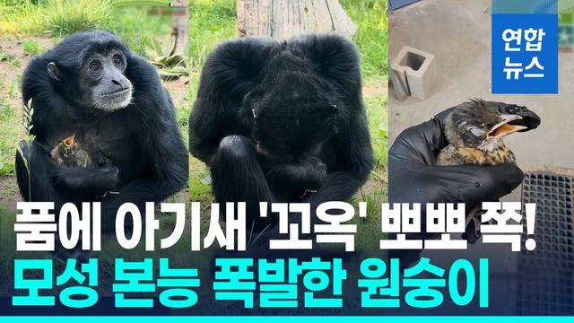 [영상] 품에 안고 핥아주고 '뽀뽀 쪽'…길잃은 아기 새 보살핀 원숭이