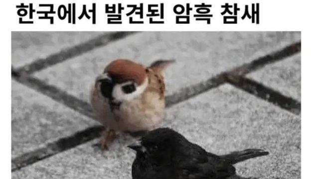 한국에서 발견된 암흑 참새