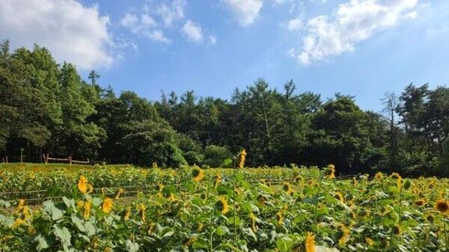 용인특례시, 자연휴양림에 가을빛 꽃길 조성…시민 일상에 ‘소확행’ 선사