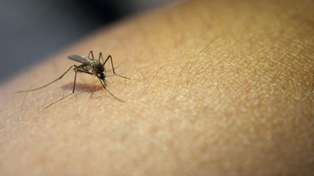 경기도, 고양에 '말라리아 경보' 발령…파주·김포 이어 세 번째