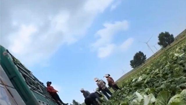 중국서 배추 신선도 유지하려 '발암물질' 사용…당국 수사