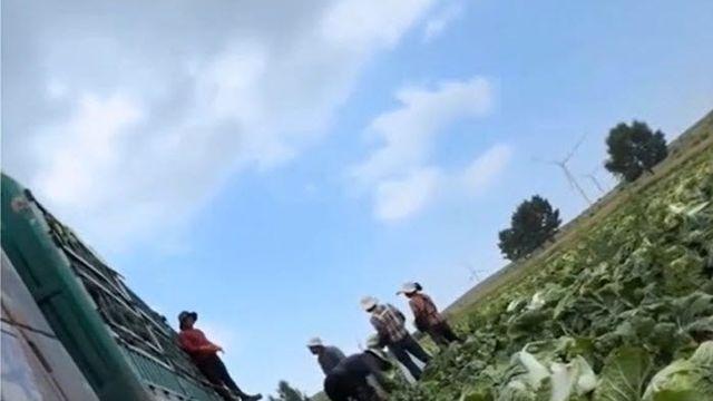 중국 배추에 '1군 발암물질' 범벅…국내 수입 여부 '비상'