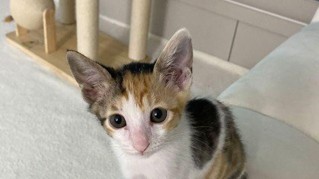 “기분 안 좋아서”…새끼 고양이 4마리 밖으로 던진 20대 외국인 입건