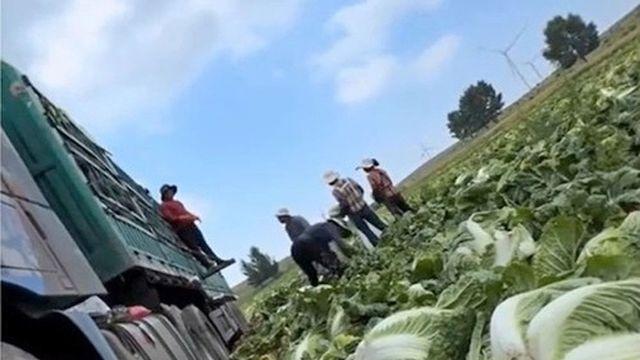 중국 “포름알데히드 배추” 용의자 3명 구속…국내 유통은 안전