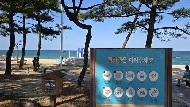 강릉해변 반려견 출입 논란…강릉시 