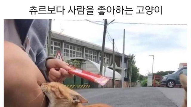 츄르보다 사람을 좋아하는 고양이