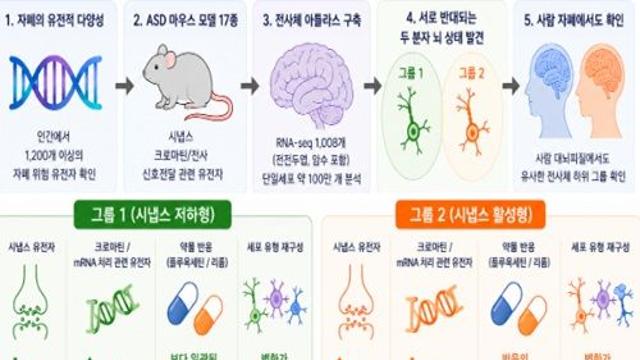 자폐의 유전적 다양성, 두 갈래 ‘분자 지도’로 정리…자폐 연구 패러다임 전환 기대
