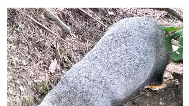 사람 삥뜯는게 생계라는 청계산 오소리 모음