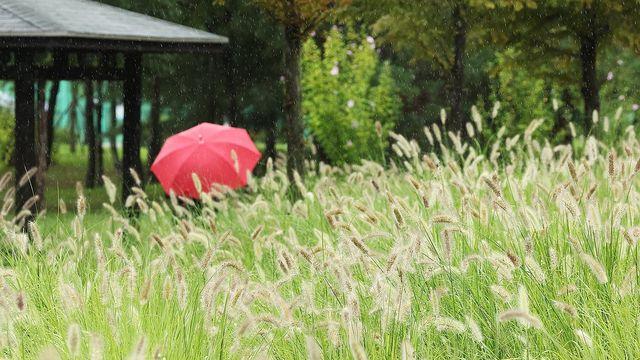전국 흐리고 곳곳 비내리는 추석…일부 지역은 내일까지 비 소식