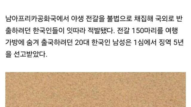 20대 남성, 징역 5년 가방에 전갈 150마리 적발