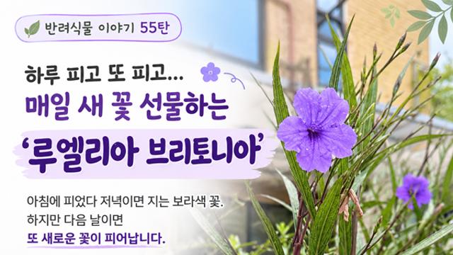 [반려식물 이야기] 하루 피고 또 피고…매일 새 꽃 선물하는 ‘루엘리아 브리토니아’