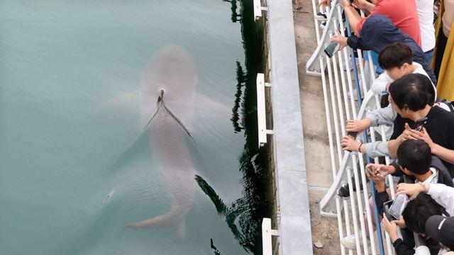 부산 상어 ‘부캉이’ 밈코인까지 등장…시총 16억원