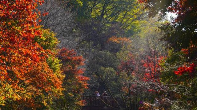 “가을이 왔다”…설악산 첫 단풍 시작, 지난해보다 4일 빨라