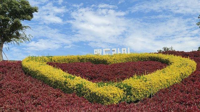맨드라미의 향연  '신안 병풍도' 가을 섬 여행지로  딱