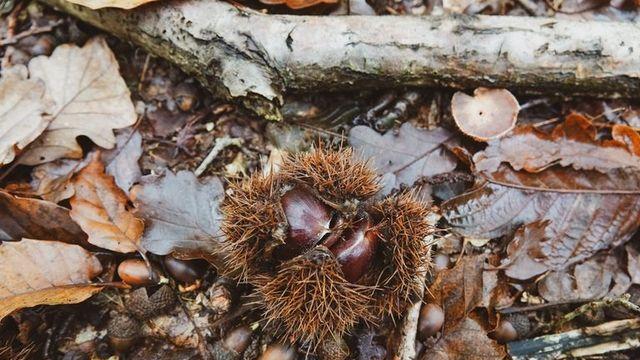 도토리·밤 몇 알 주웠을 뿐인데…공원은 과태료, 사유림은 처벌 소지