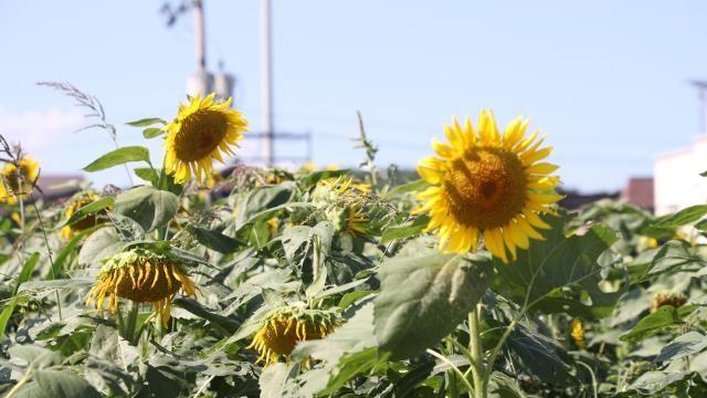 [내일날씨] 올가을 들어 가장 쌀쌀한 날씨…하루새 5도 하락