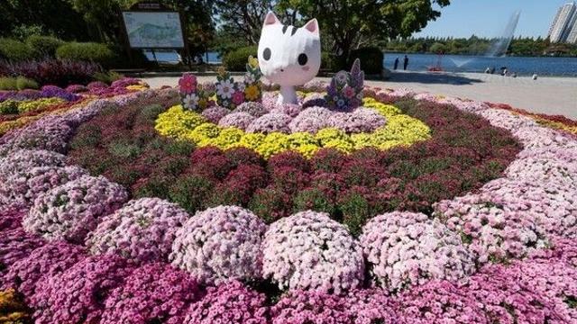 고양 일산호수공원, 가을꽃 정원으로 변신…‘2026 고양가을꽃축제’ 개막