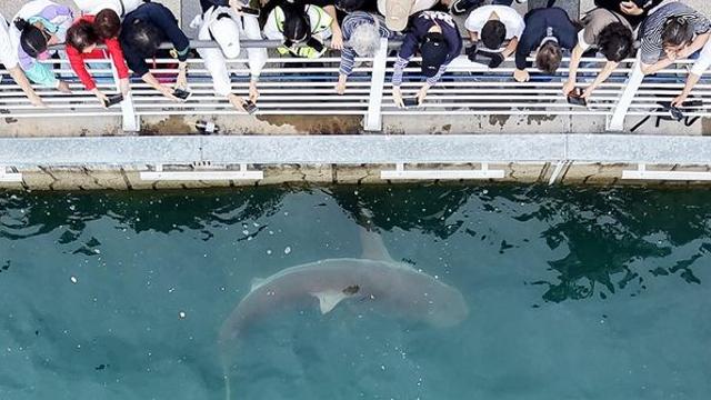 부캉이 관련 키링·의류 등 40개 품목 대상 개인 상표 출원 5건 확인되자 논란 폭발