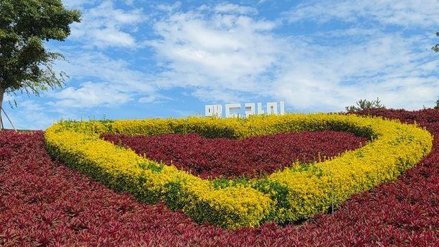 가을 섬 여행, 신안 병풍도…활짝 핀 맨드라미 장관