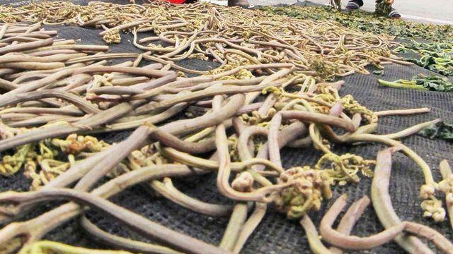 서양선 '악마의 풀'로 불리는 한국 밥도둑... 이 시간 따라서 맛도 달라진다