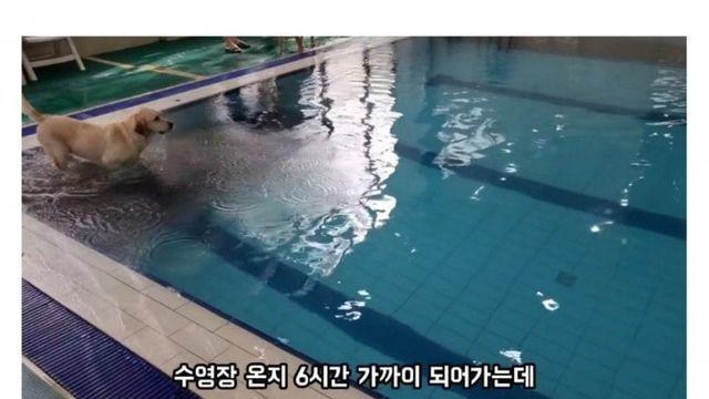 6시간 동안 물놀이 한 댕댕이 반응 ㅋㅋ