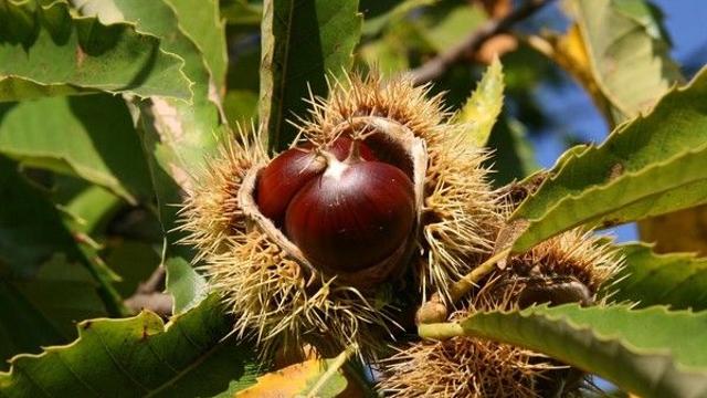 “밤이 이렇게 잘 까진다고?”…가을 제철 밤 손쉽게 먹는 방법