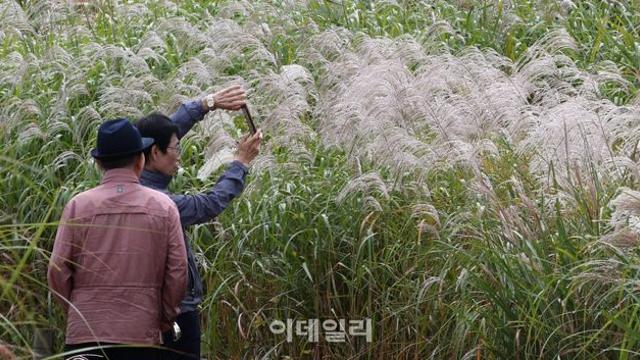 찬 이슬 맺히는 '한로' 아침 출근길 쌀쌀…맑고 쾌청한 하늘[내일날씨]