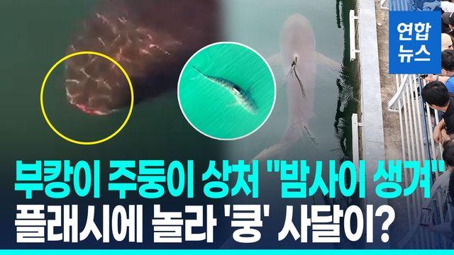 [영상] '부캉이' 주둥이에 긁힌 상처…