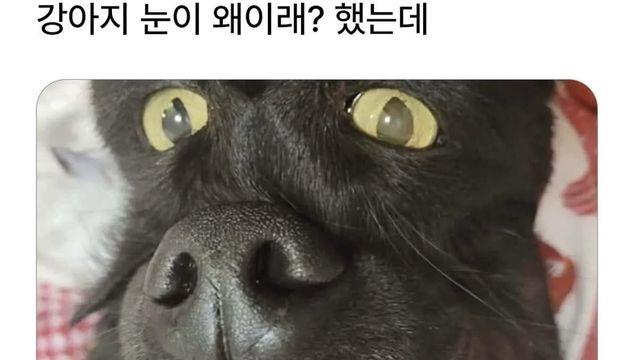 강아지 눈이 왜이래? 했는데