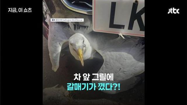 차앞에 갈매기가