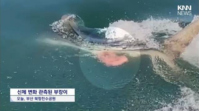 장기자랑하는 부캉이