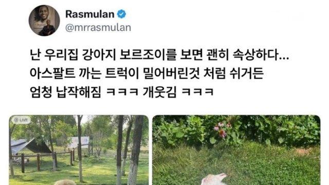 강아지 액체설
