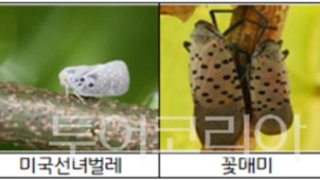 경기도, 10월 돌발해충 집중 방제…21개 시군과 1,450ha 공동 대응