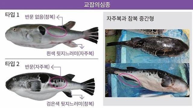 공포의 요즘 복어 근황.jpg