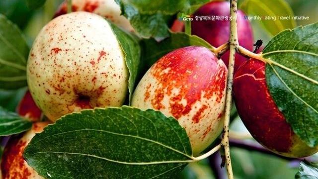 10월 ‘경북 미식여행’...경산 대추와 동해 청어를 만나다!