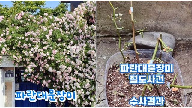 사진 명소 장미 10개 가위로 싹둑 자른 60대 여성의 범행 이유... 소유주 입장 밝혔다