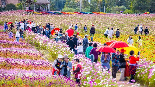 철원 고성적 꽃밭, 한글날 사흘 연휴에 9만명 운집…인기 입증