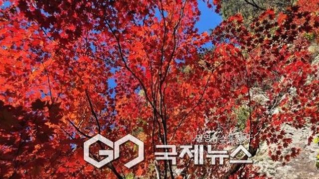 '단풍여행' 화담숲보다 남산...절정시기별 떠나기 좋은 명소
