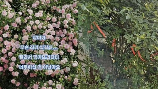 SNS 명소 '수원 파란 대문 장미' 훼손한 60대 송치