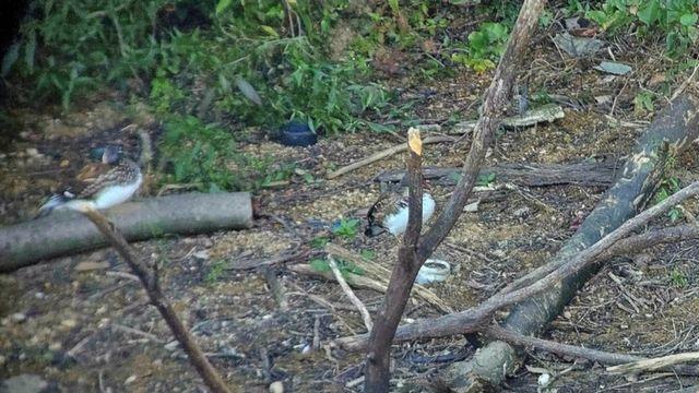 두 눈 의심…익산시에 무려 60여 마리 우르르 발견된 '천연기념물'