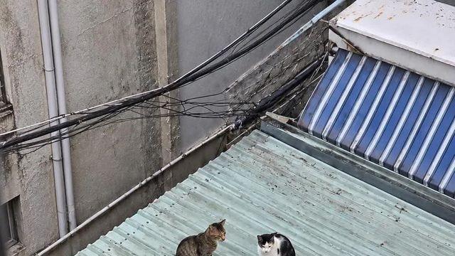 색깔별로 모인 동네 동네 고양이들