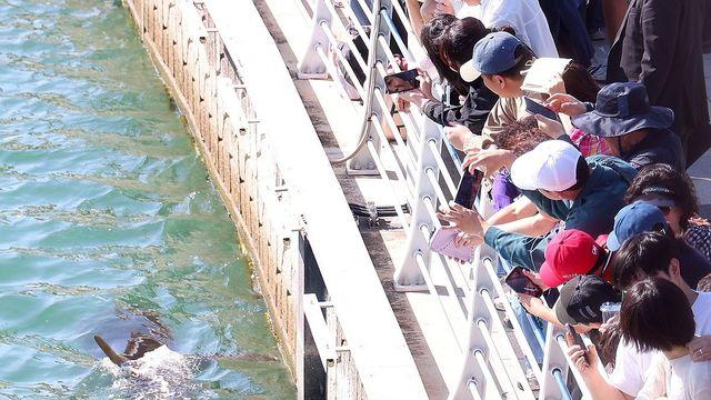 부산 상어 '부캉이' 체류 30일째…누적 방문객 154만명(종합)