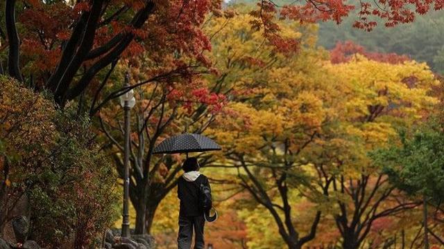 [날씨] 전국 가을비, 수도권·충청·전북 최대 80㎜…“시간당 30㎜ 강한 비”
