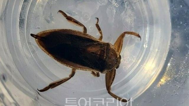 울산대공원 갈티못에 멸종위기 '물장군' 20마리 방사…울산시설공단, 습지 생태 복원 나서