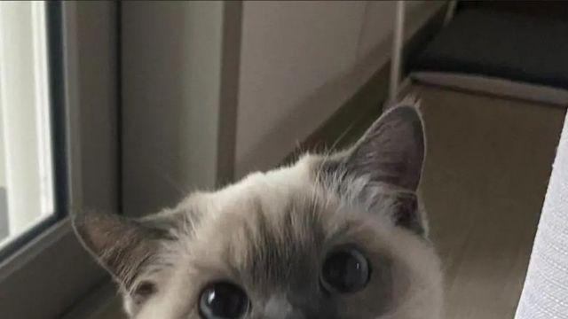 자꾸 나를 감시하는 친구네집 고양이