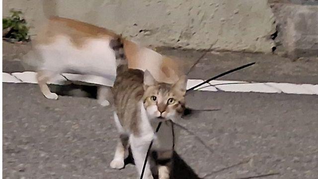 여수서 케이블타이에 목 졸린 길고양이 잇따라 발견