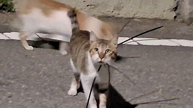 “목에 케이블타이가 겹겹이”...여수서 길고양이 학대 잇따라 발견