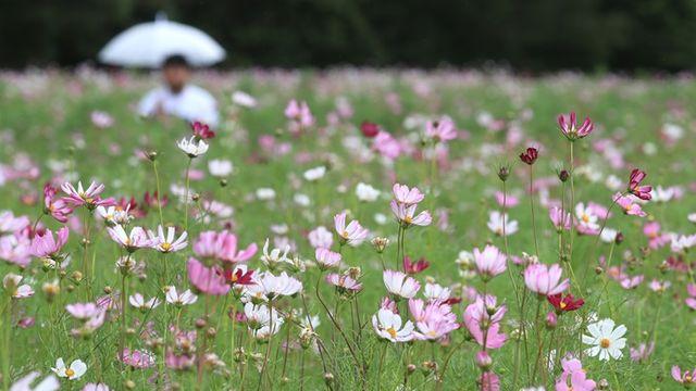 제주지방 내일까지 비 날씨... 최고 60 ㎜