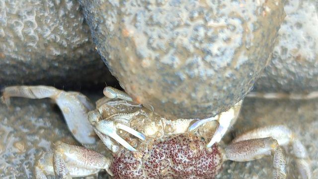 안산 대부도서 멸종위기 ‘흰발농게’ 신규 서식지 첫 발견… 최소 3만 마리 추정