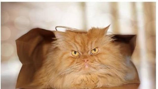 고양이 인상 무서움.jpg